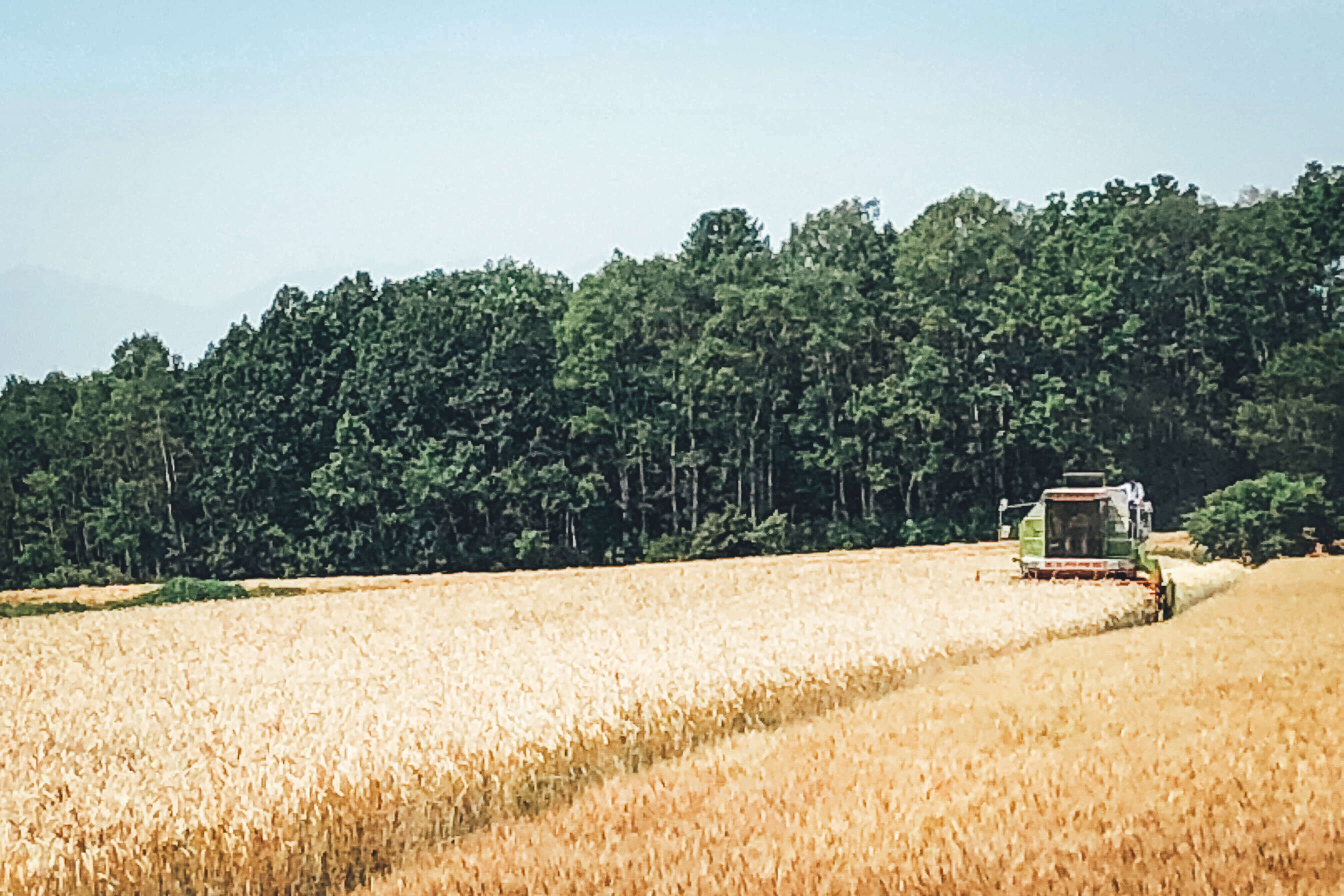 haluta ( ハルタ ) 上田のパン_有機小麦の畑