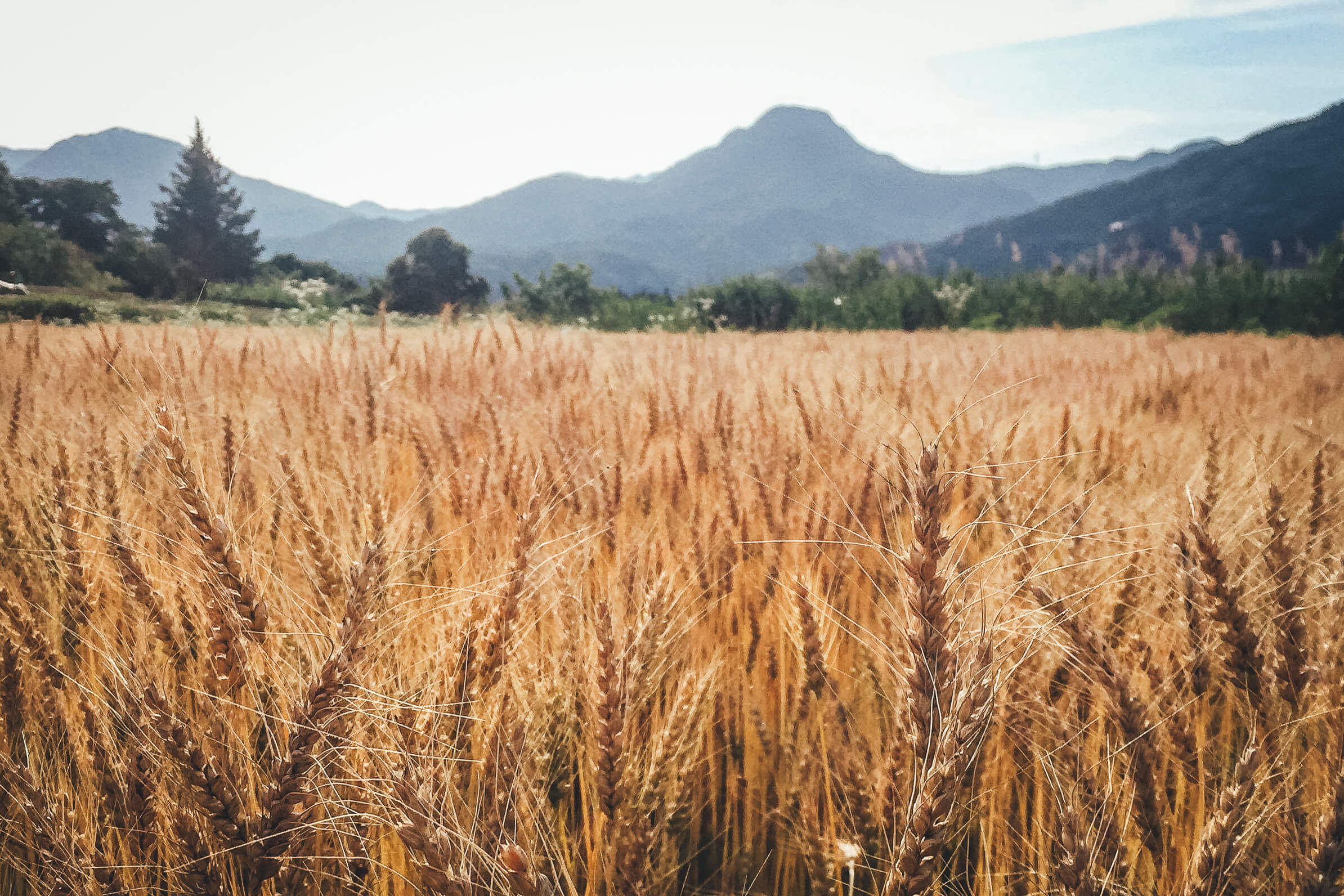 haluta ( ハルタ ) 上田のパン_有機小麦の畑