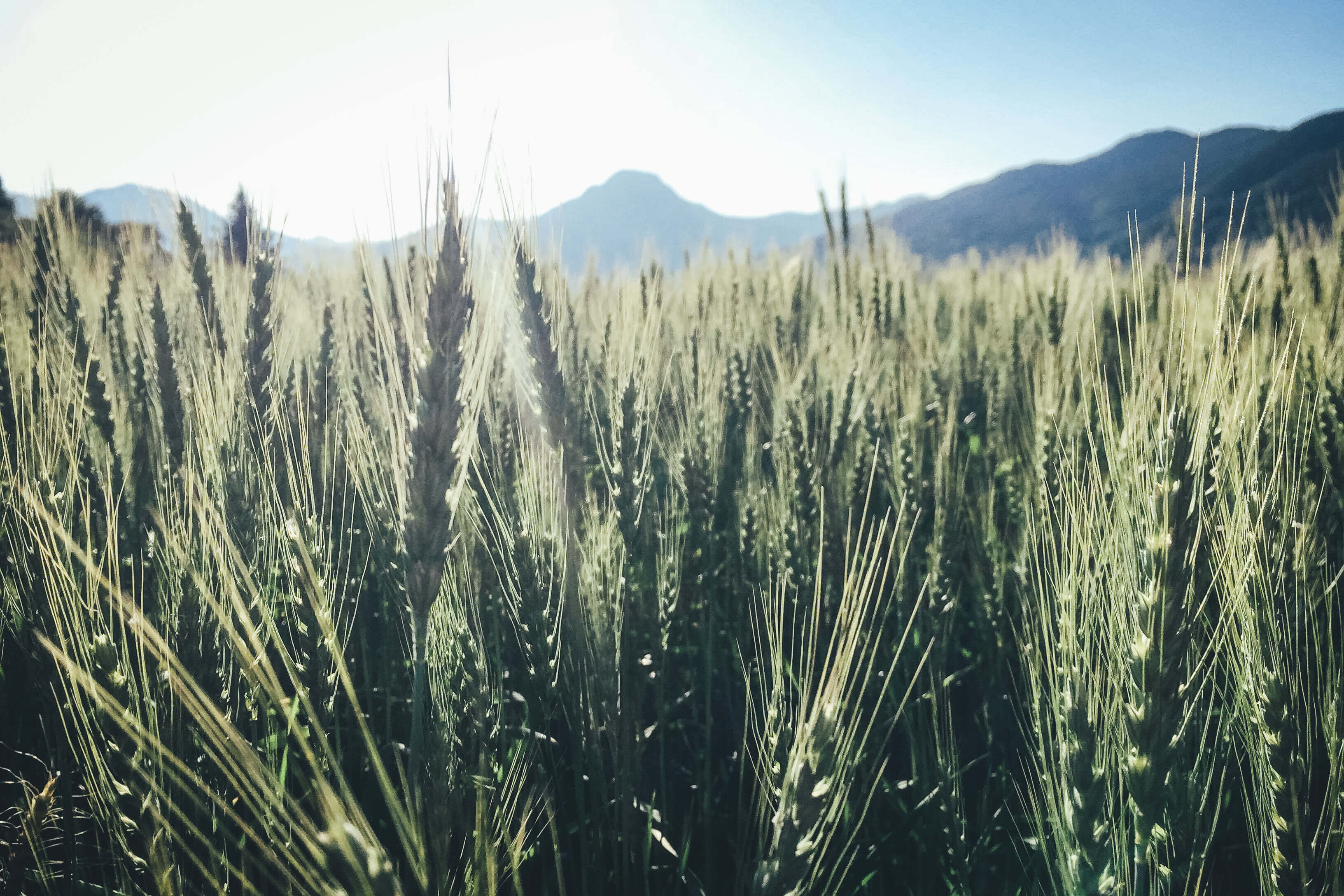 haluta ( ハルタ ) 上田のパン_有機小麦の畑