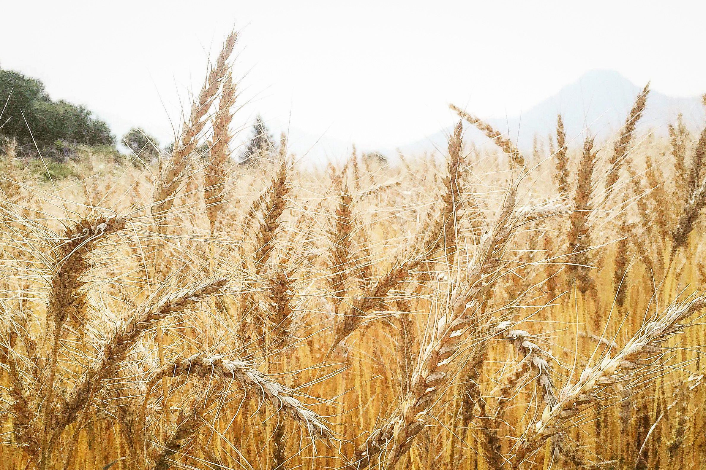 haluta ( ハルタ ) 上田のパン_有機小麦の畑